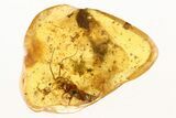 Oak Stellate Hairs w/ Partial Silverfish & Pseudoscorpion in Amber #288539-1